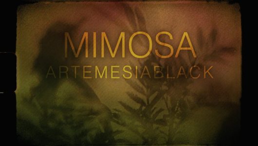 MIMOSA - ArtemesiaBlack